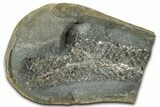 Scale Tree (Lepidodendron) Fossil Pos/Neg - Mazon Creek #325848-2